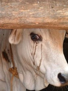 animals, crying, tears2